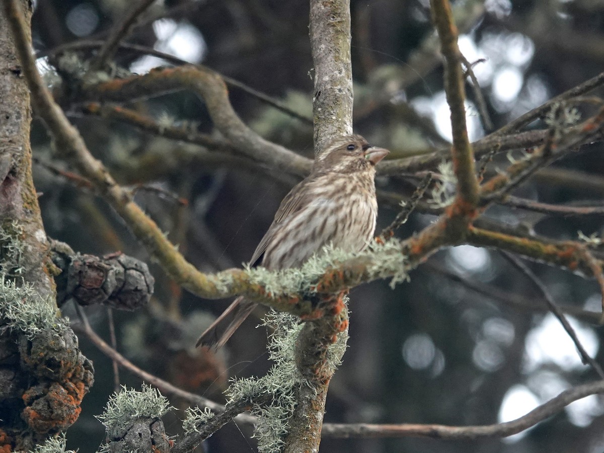 Purple Finch - ML620309110