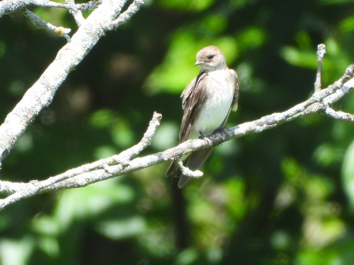 Northern Rough-winged Swallow - James Allen