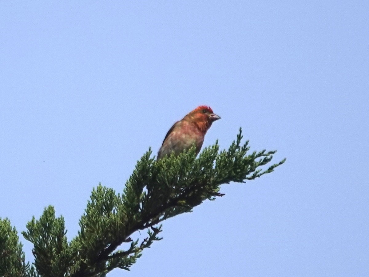 Purple Finch - ML620309112