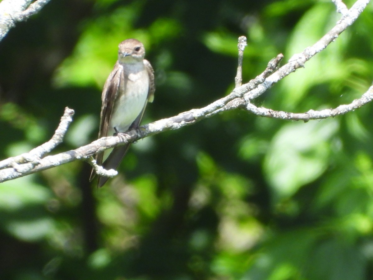 Northern Rough-winged Swallow - ML620309113