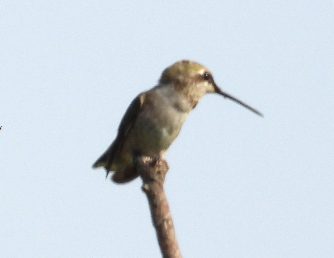 Colibrí Gorjinegro - ML620309114