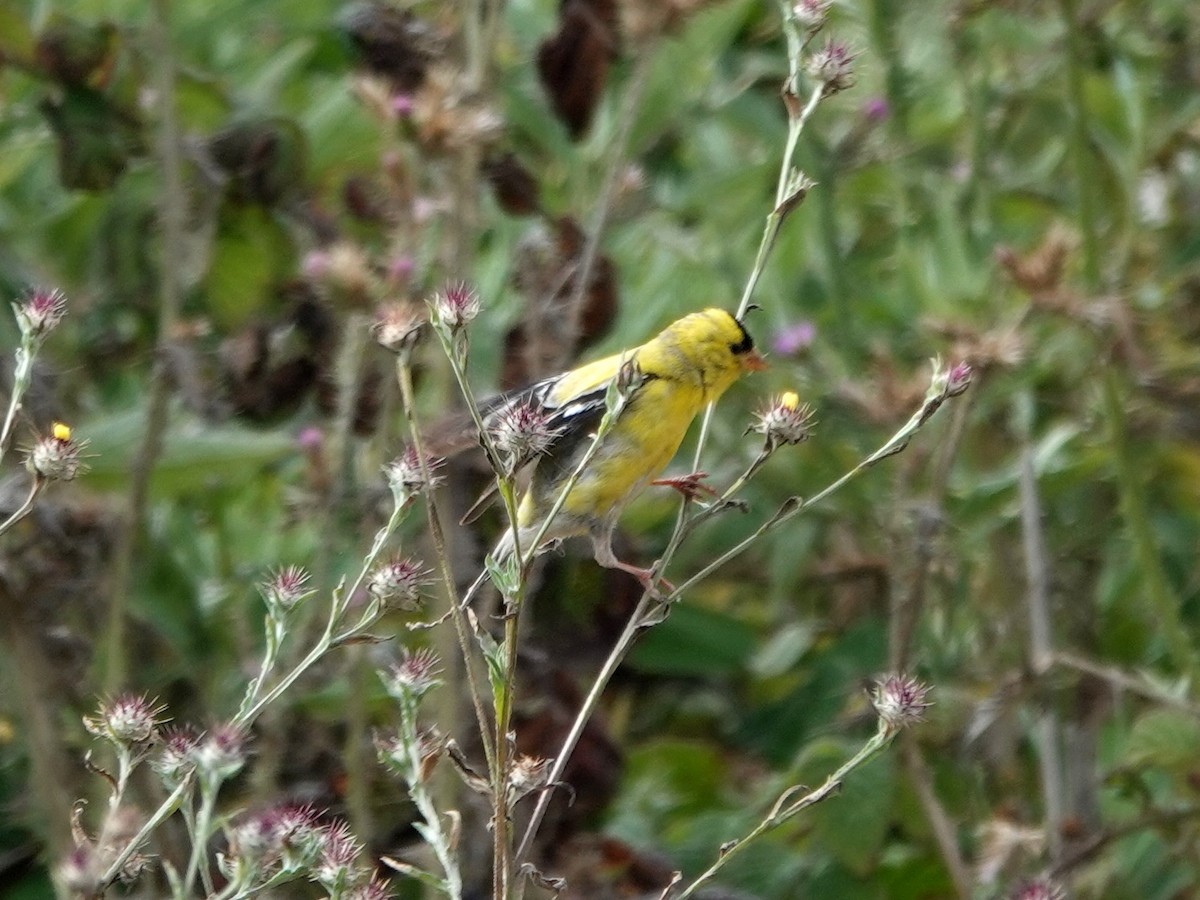 Chardonneret jaune - ML620309115