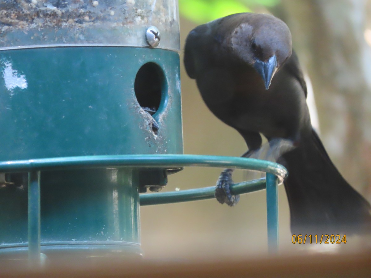 Brown-headed Cowbird - ML620309116