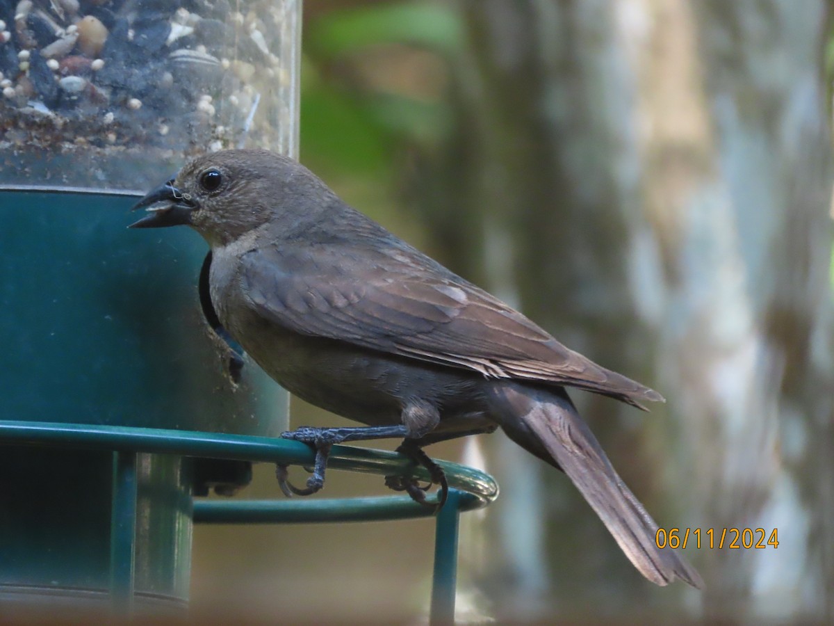 Brown-headed Cowbird - ML620309117