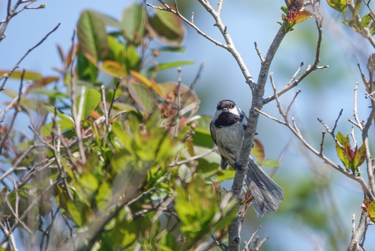 Black-capped Chickadee - ML620309118