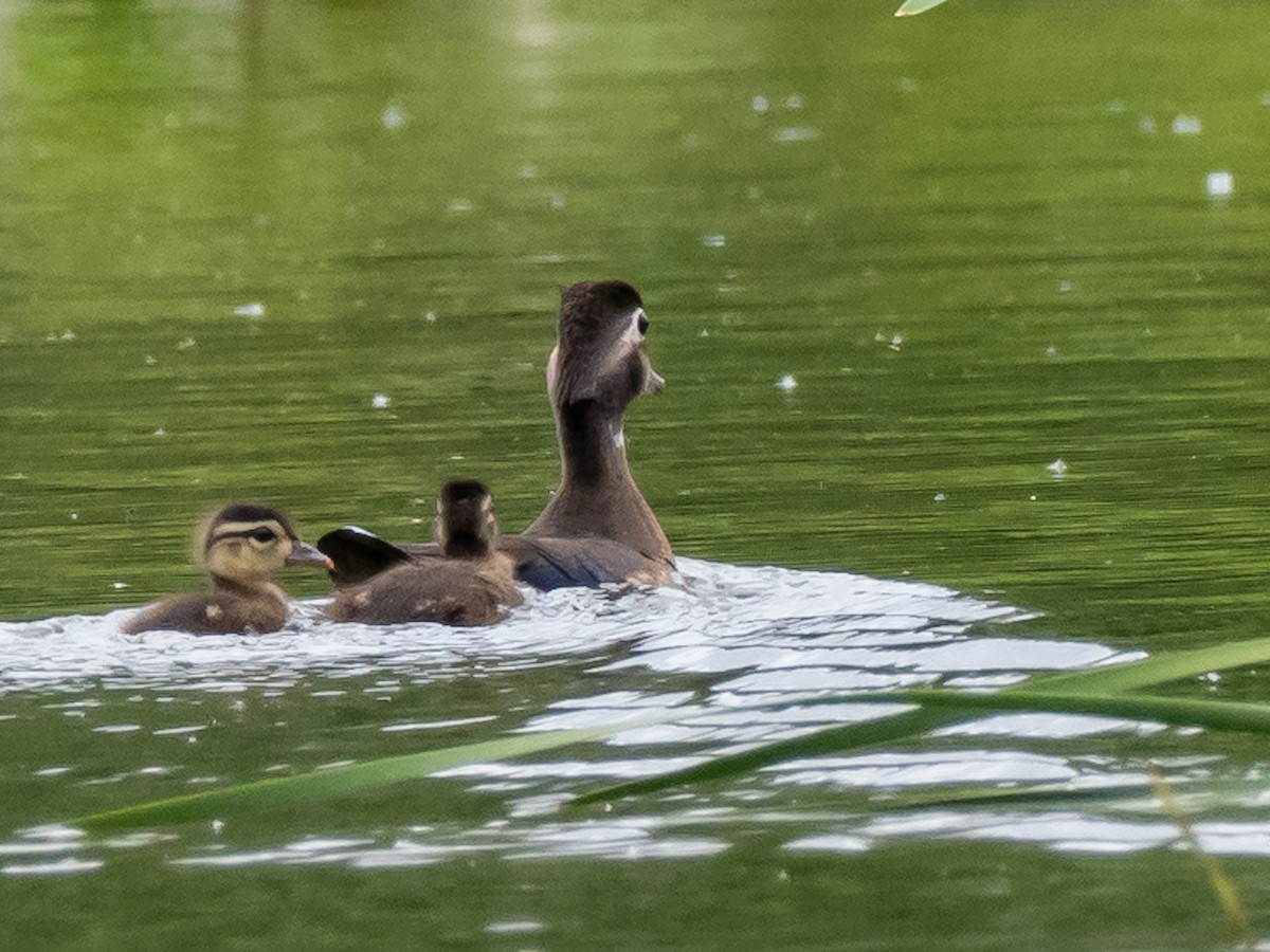 Wood Duck - ML620309120