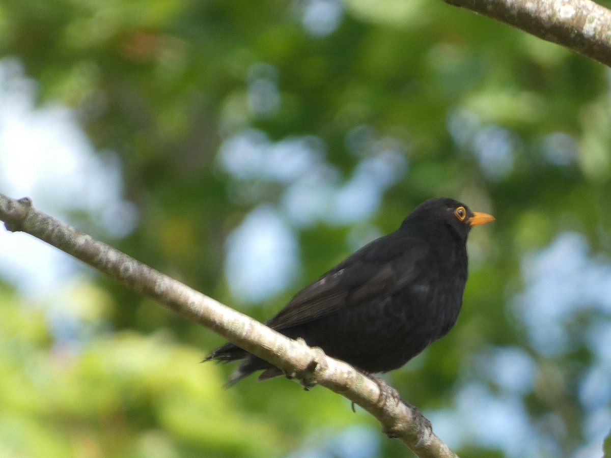 Eurasian Blackbird - ML620309123