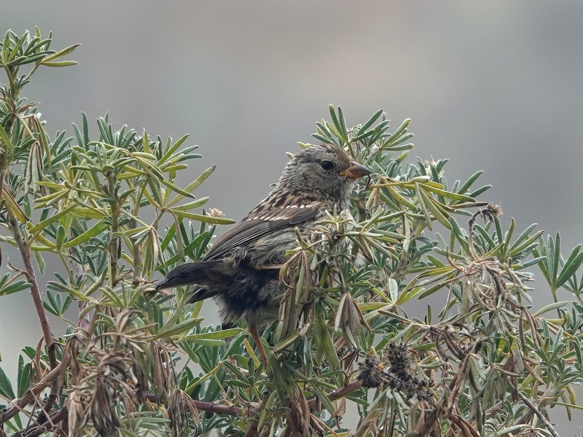 White-crowned Sparrow - ML620309124