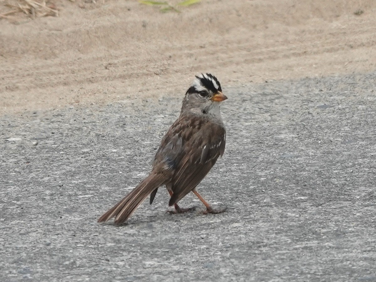 White-crowned Sparrow - ML620309125