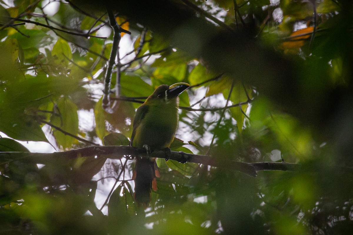 Toucanet à gorge blanche - ML620309128