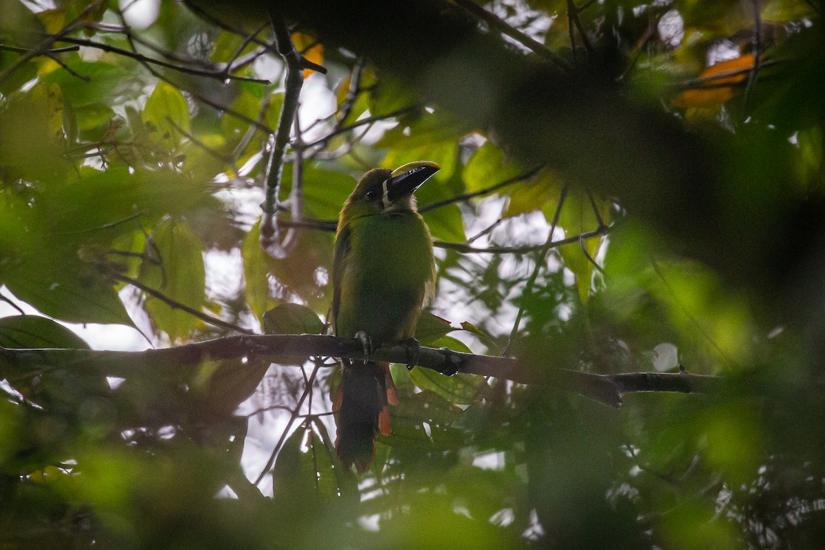 Toucanet à gorge blanche - ML620309129