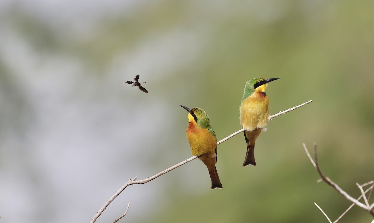Little Bee-eater - Maili Waters