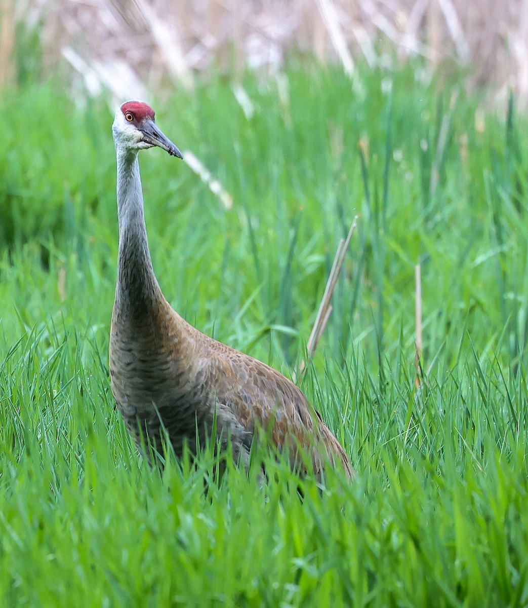 Sandhill Crane - ML620309142