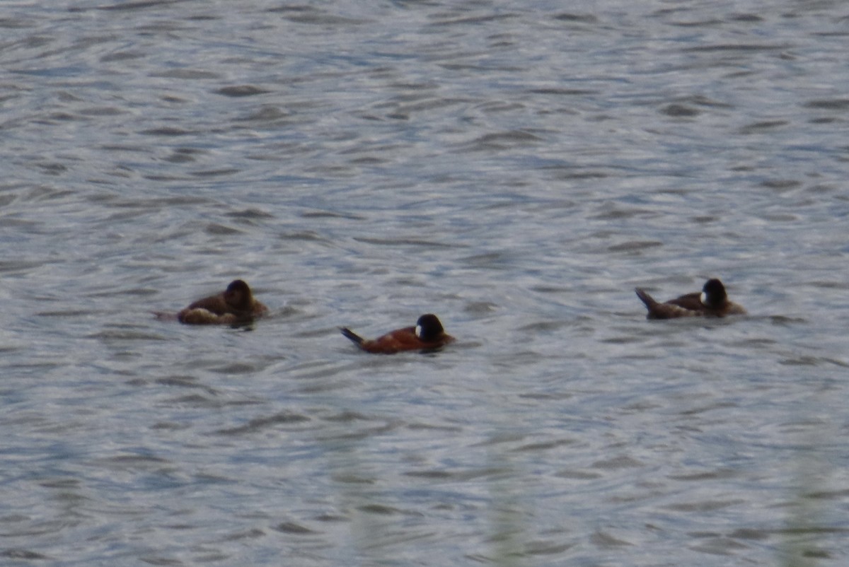 Ruddy Duck - ML620309143