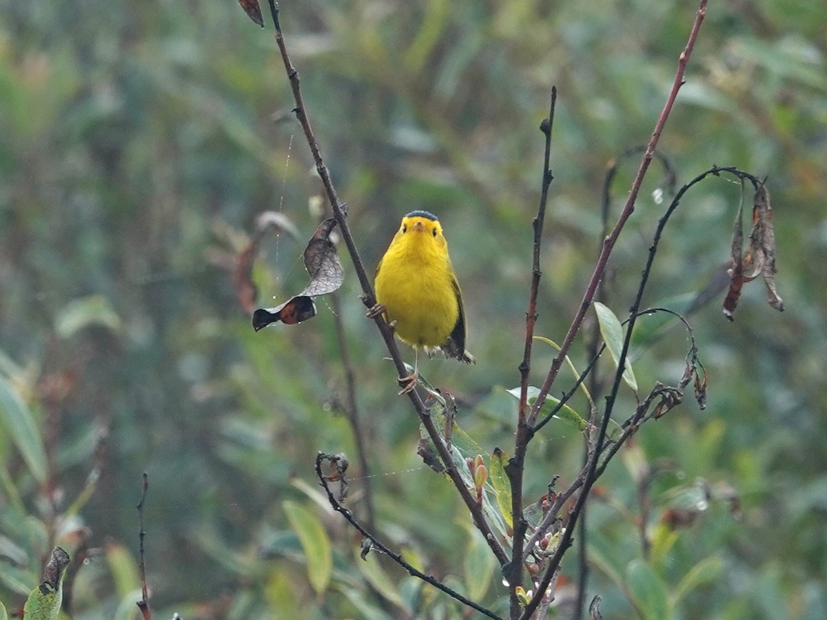 Wilson's Warbler - ML620309157