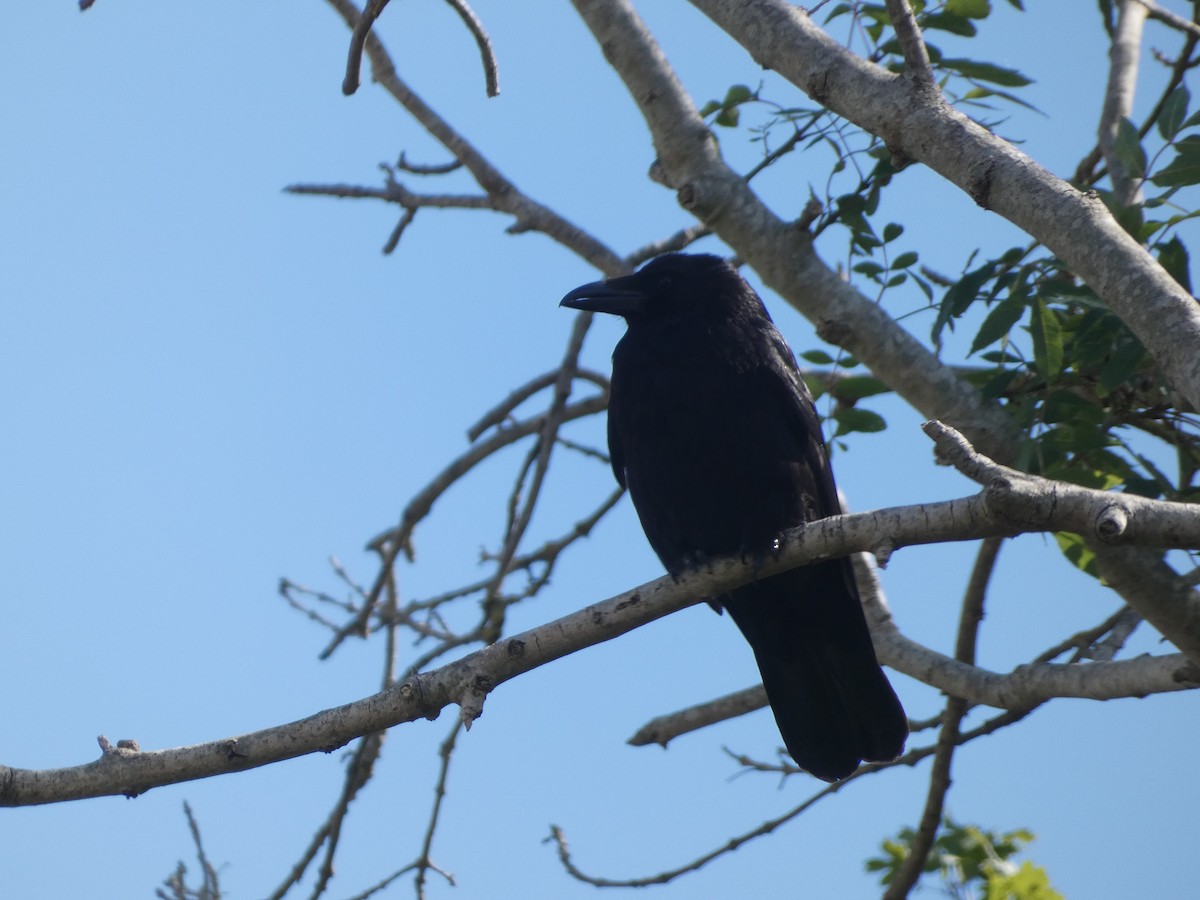 Carrion Crow - ML620309159