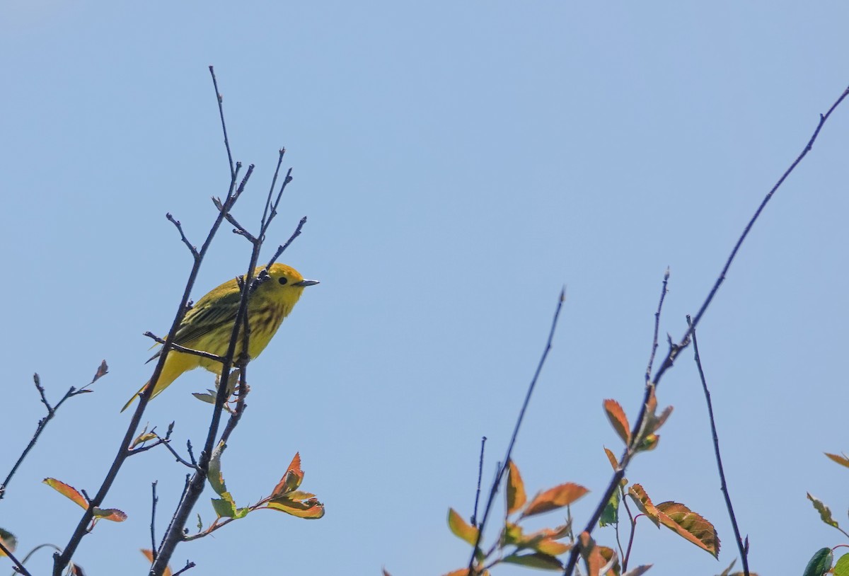 Yellow Warbler - ML620309161