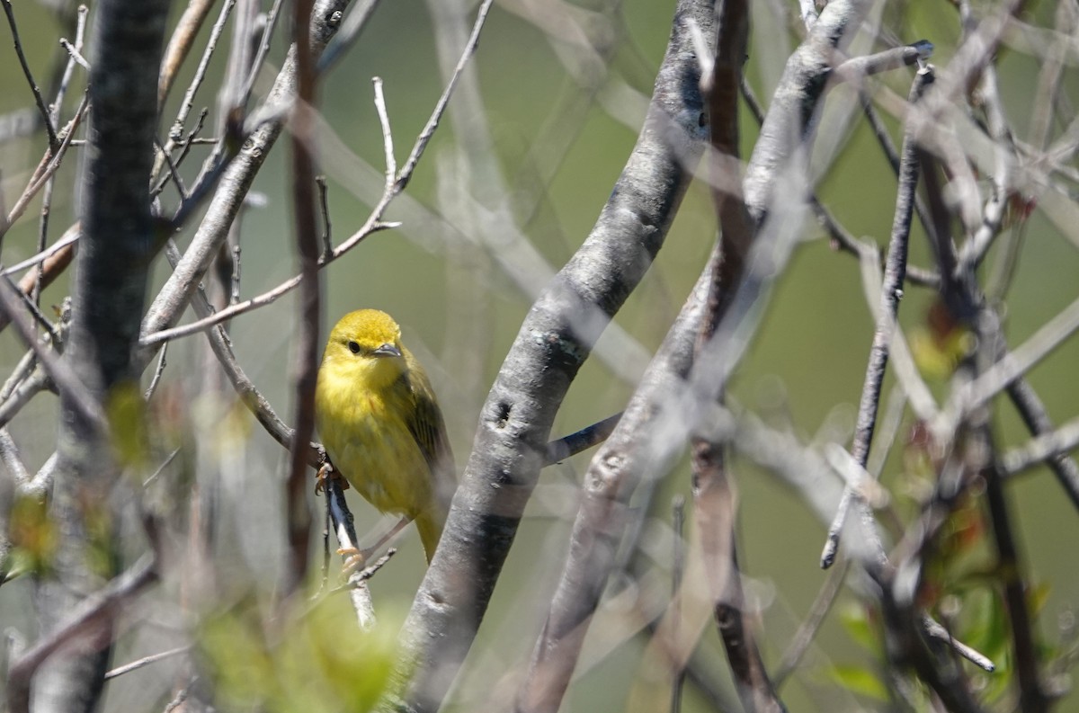 Yellow Warbler - ML620309162