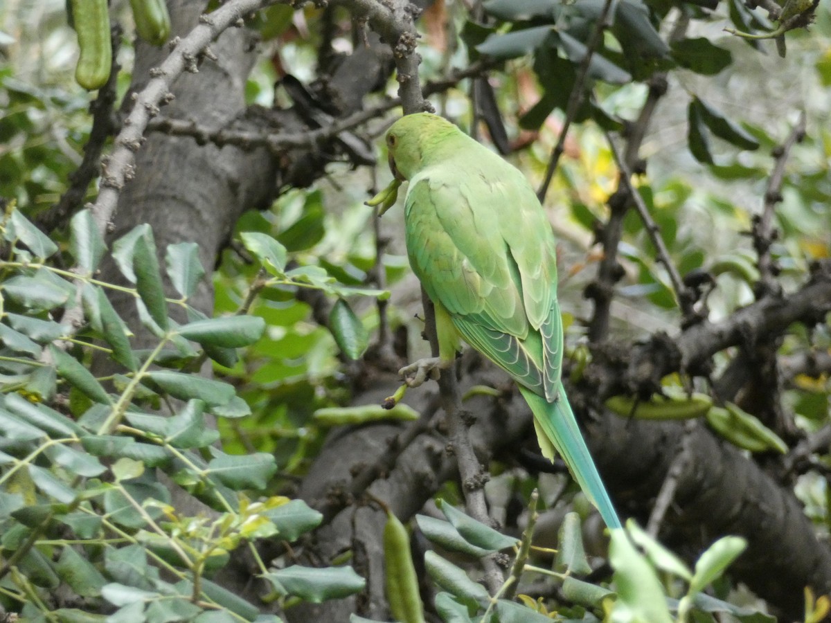 Rose-ringed Parakeet - ML620309165