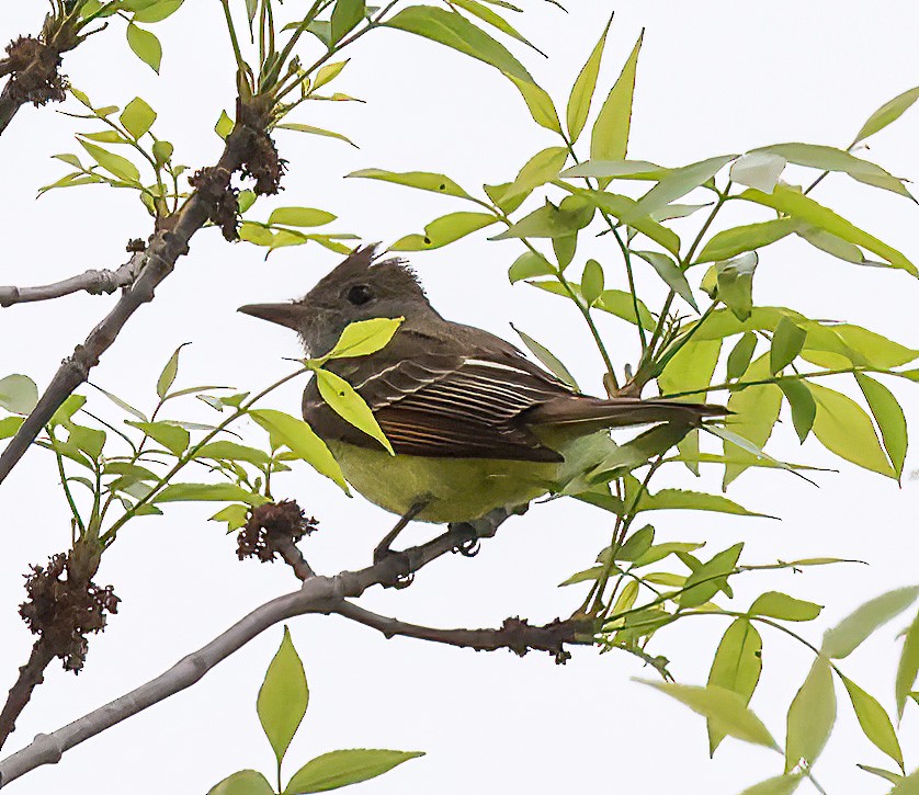 Great Crested Flycatcher - Tom Driscoll