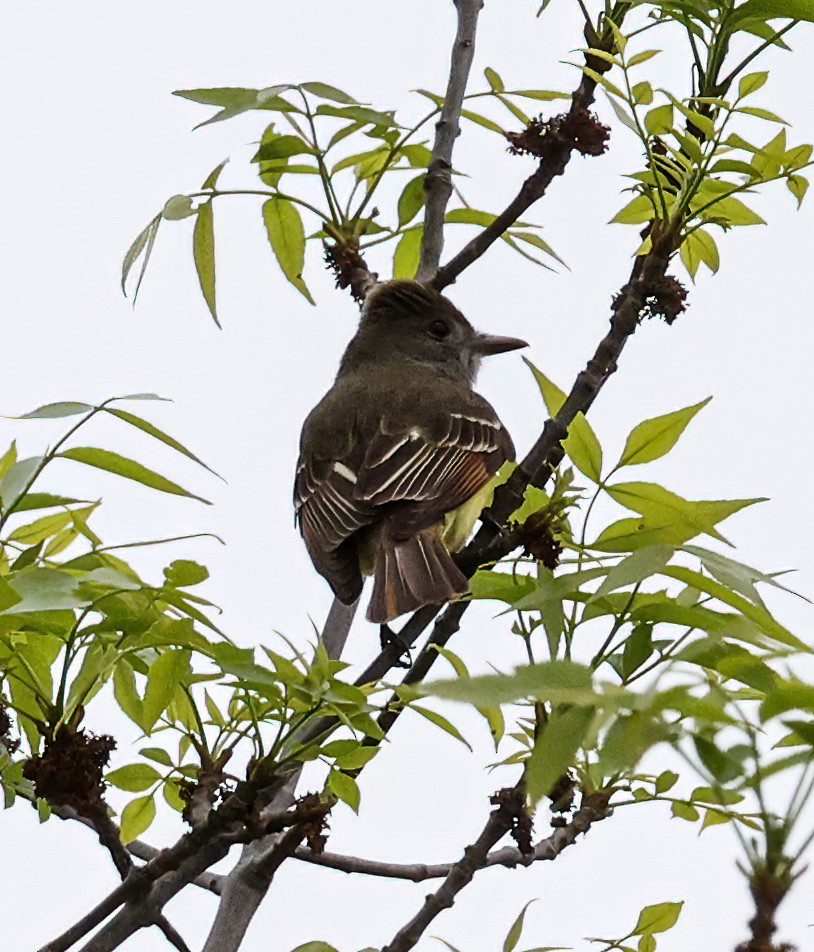 Great Crested Flycatcher - ML620309170