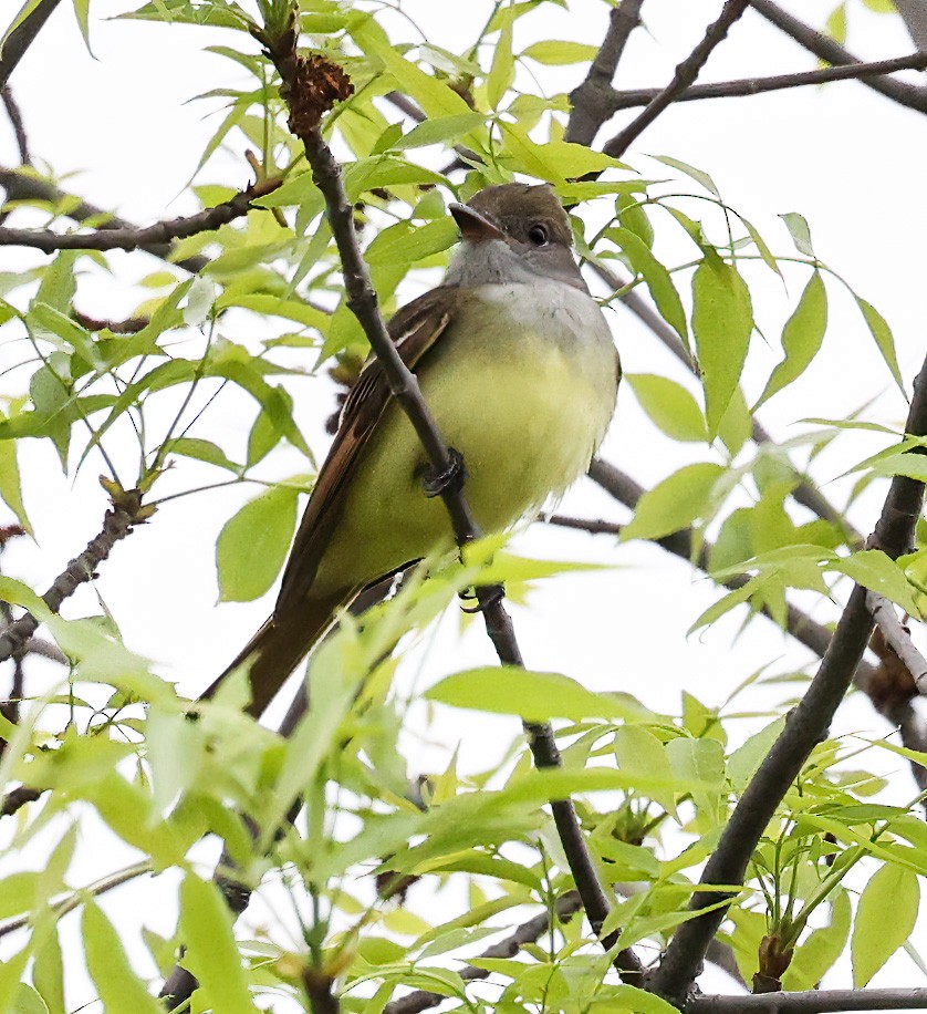 Great Crested Flycatcher - ML620309171