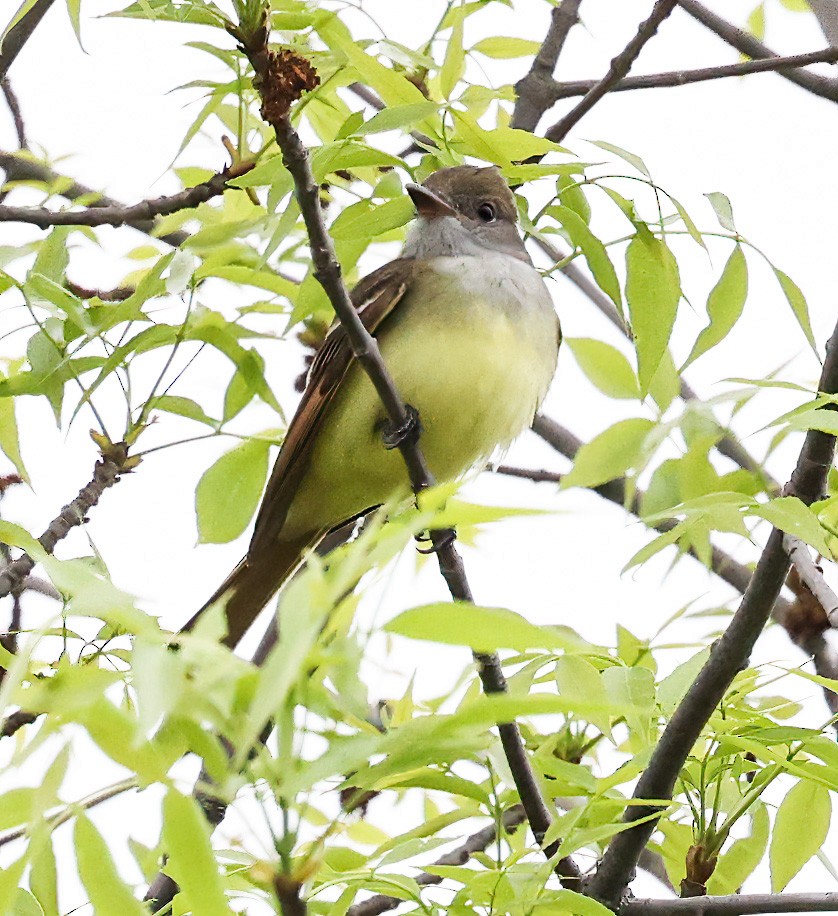 Great Crested Flycatcher - ML620309172