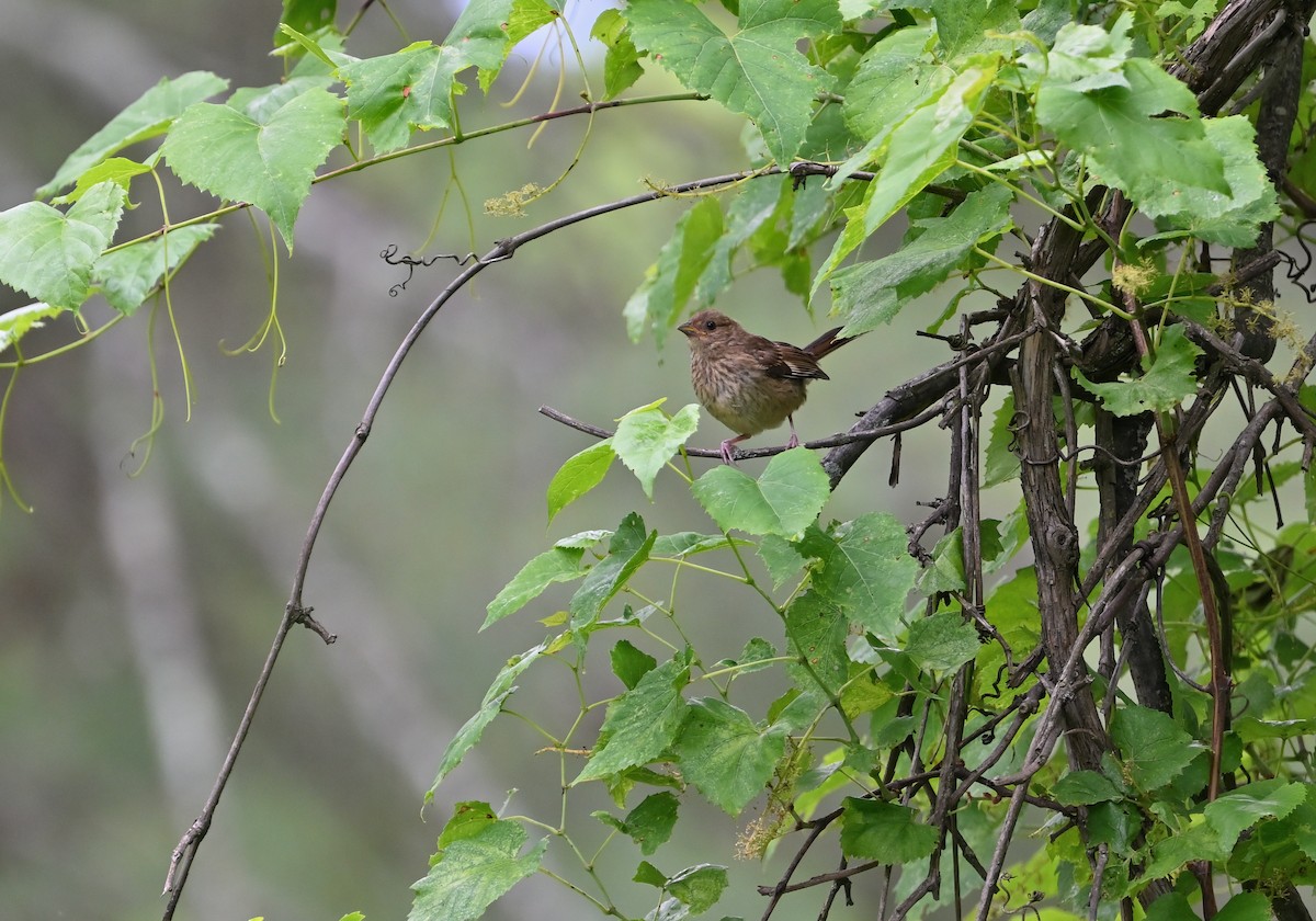 Indigo Bunting - ML620309177