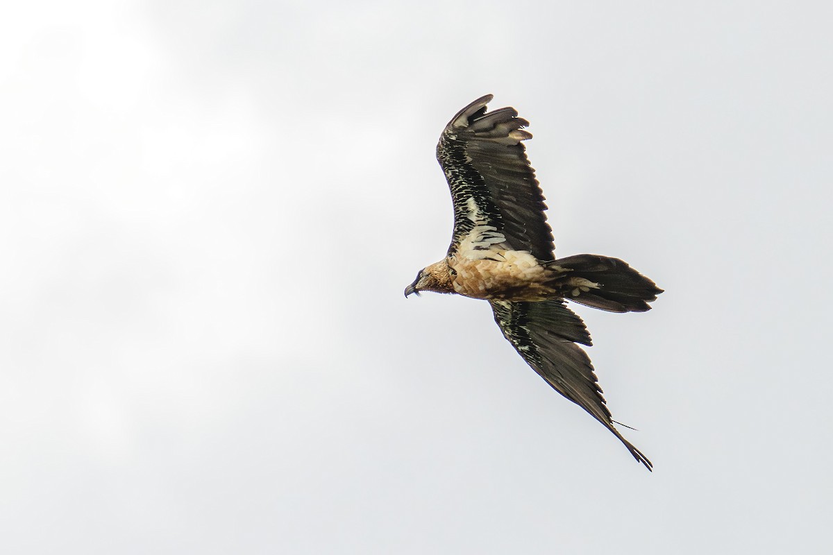 Bearded Vulture - ML620309182