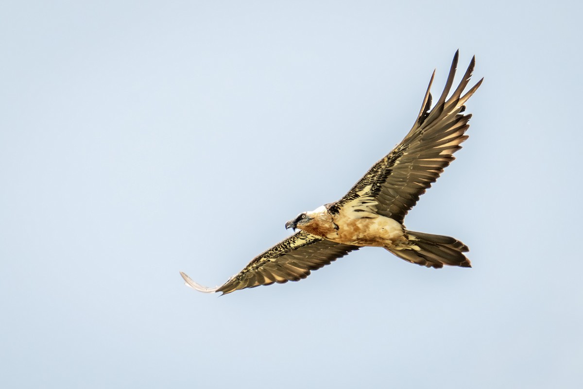 Bearded Vulture - ML620309183