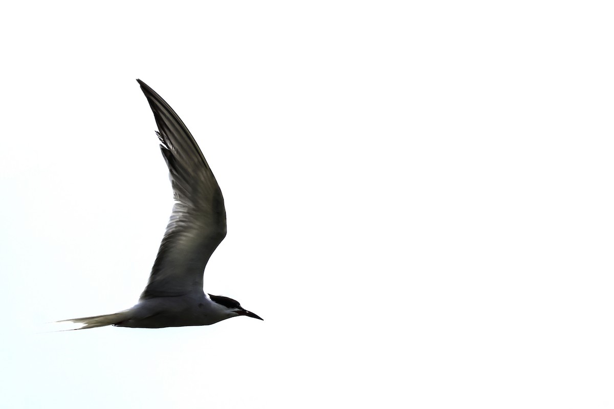 Common Tern - ML620309189