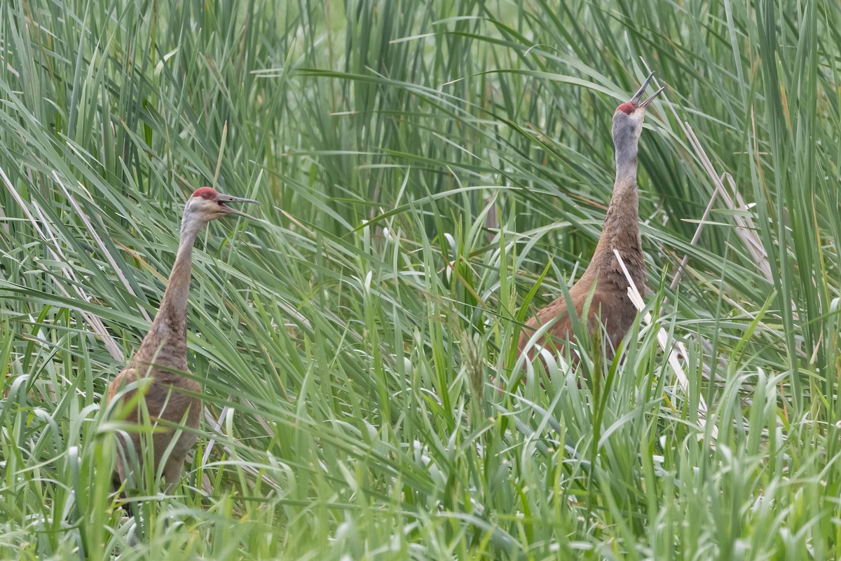 Sandhill Crane - ML620309190