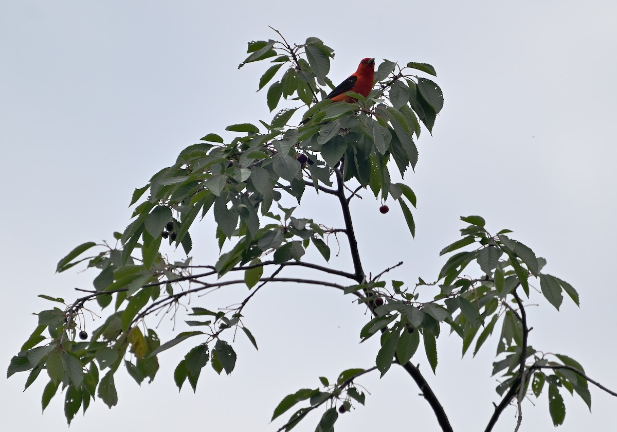 Scarlet Tanager - ML620309194