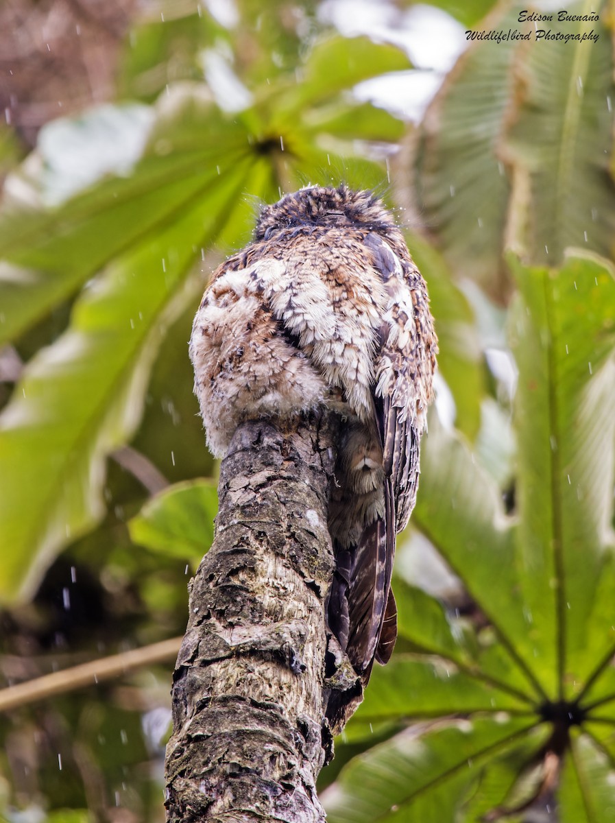 Andean Potoo - ML620309195