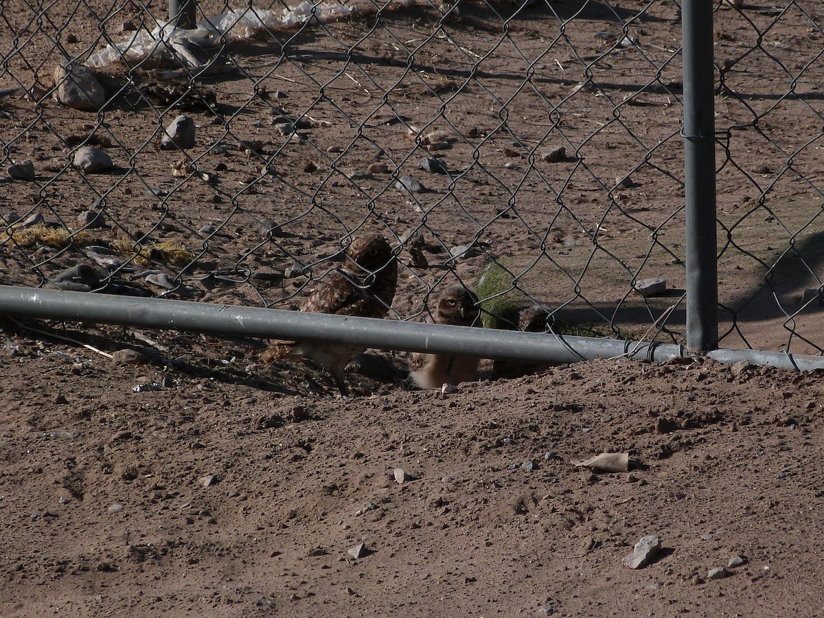Burrowing Owl - ML620309197