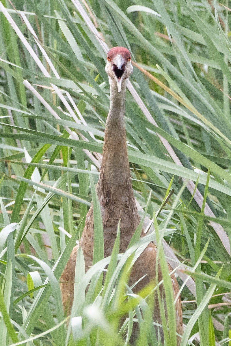 Sandhill Crane - ML620309198