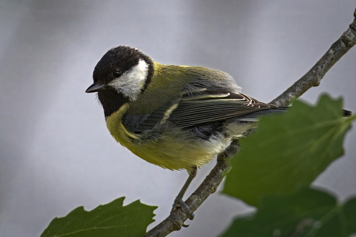 Great Tit - ML620309201