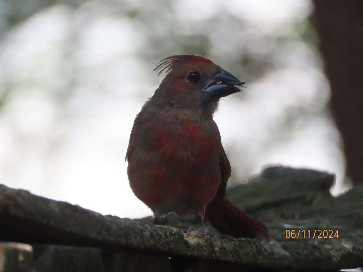 Cardinal rouge - ML620309204