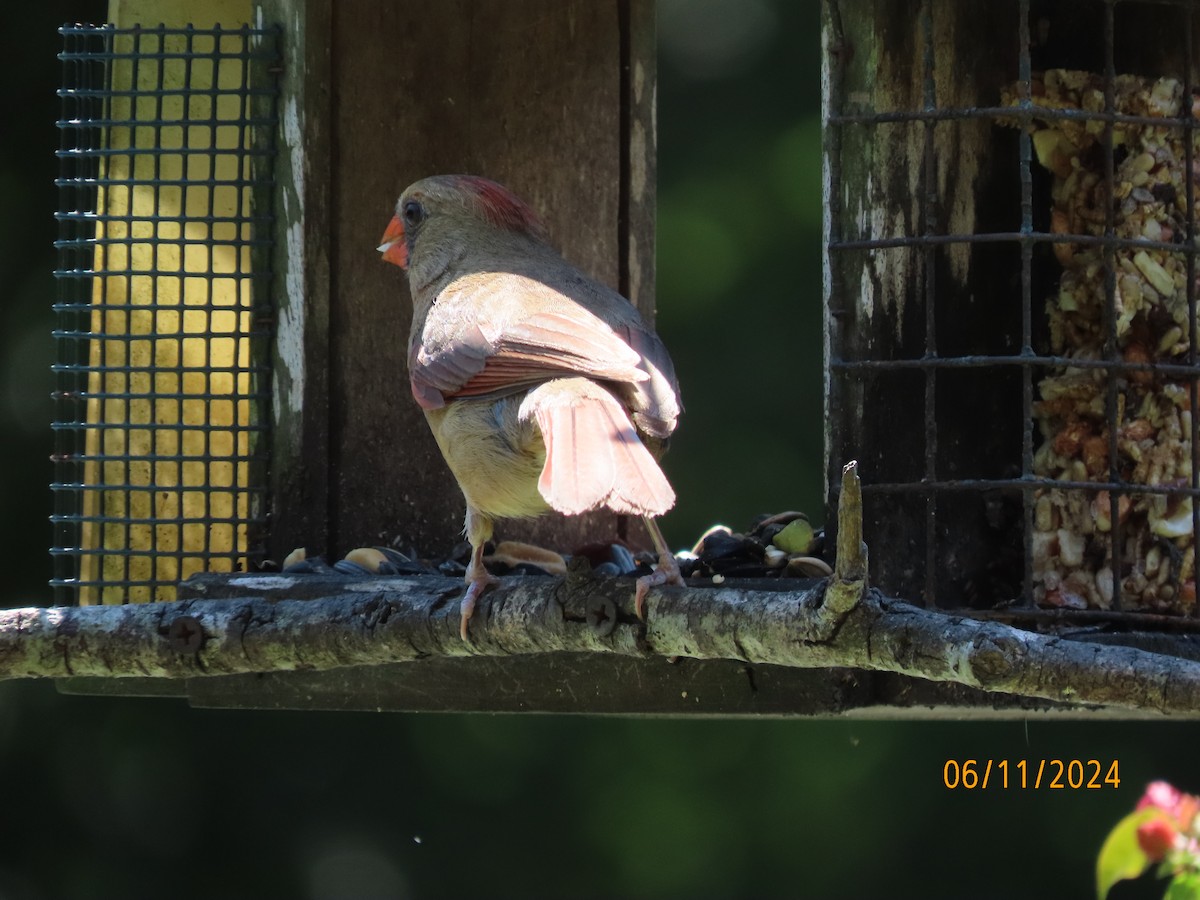 Cardinal rouge - ML620309205