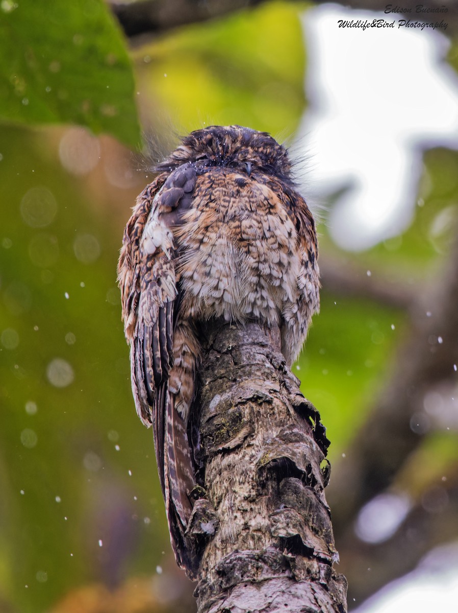 Andean Potoo - ML620309206