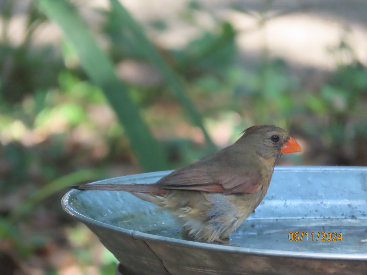 Cardinal rouge - ML620309207