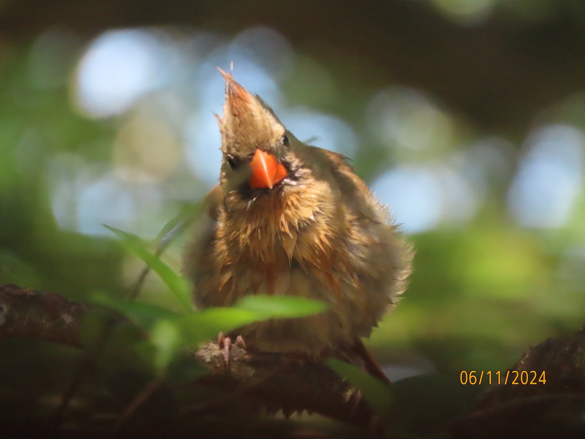 Cardinal rouge - ML620309209