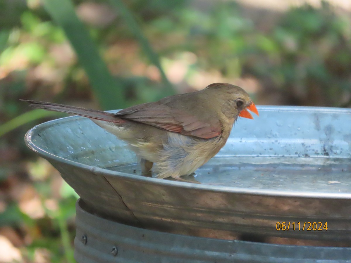 Cardenal Norteño - ML620309210