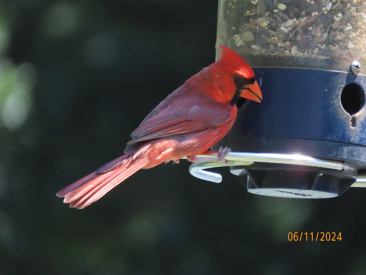 Cardenal Norteño - ML620309211