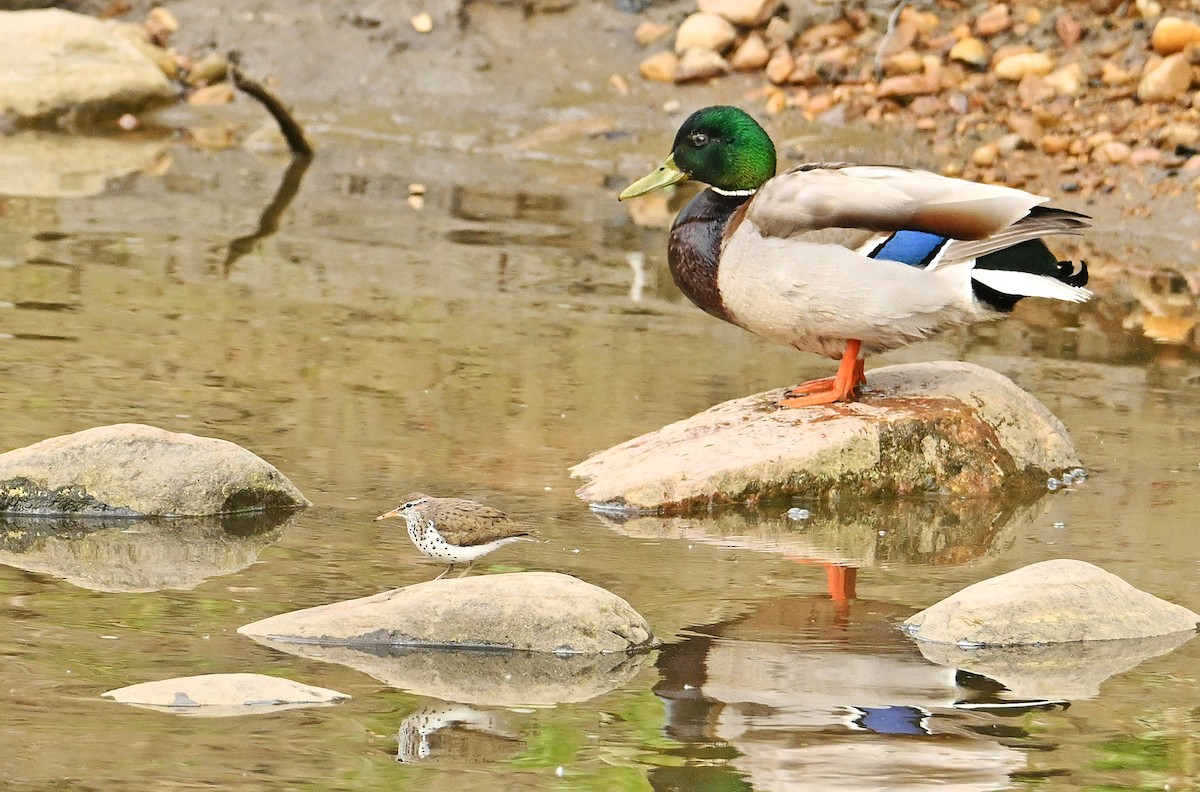 Canard colvert - ML620309213