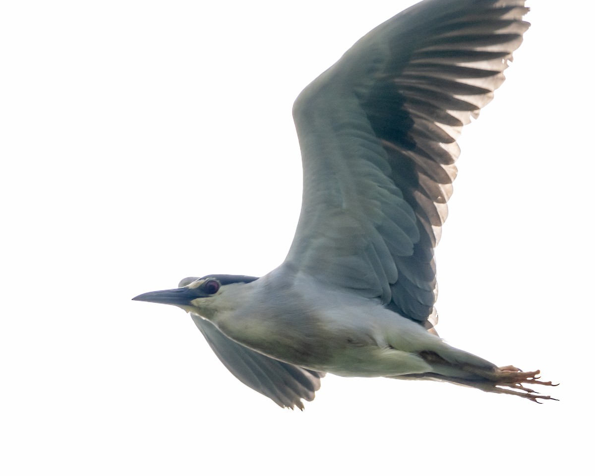 Black-crowned Night Heron - ML620309219