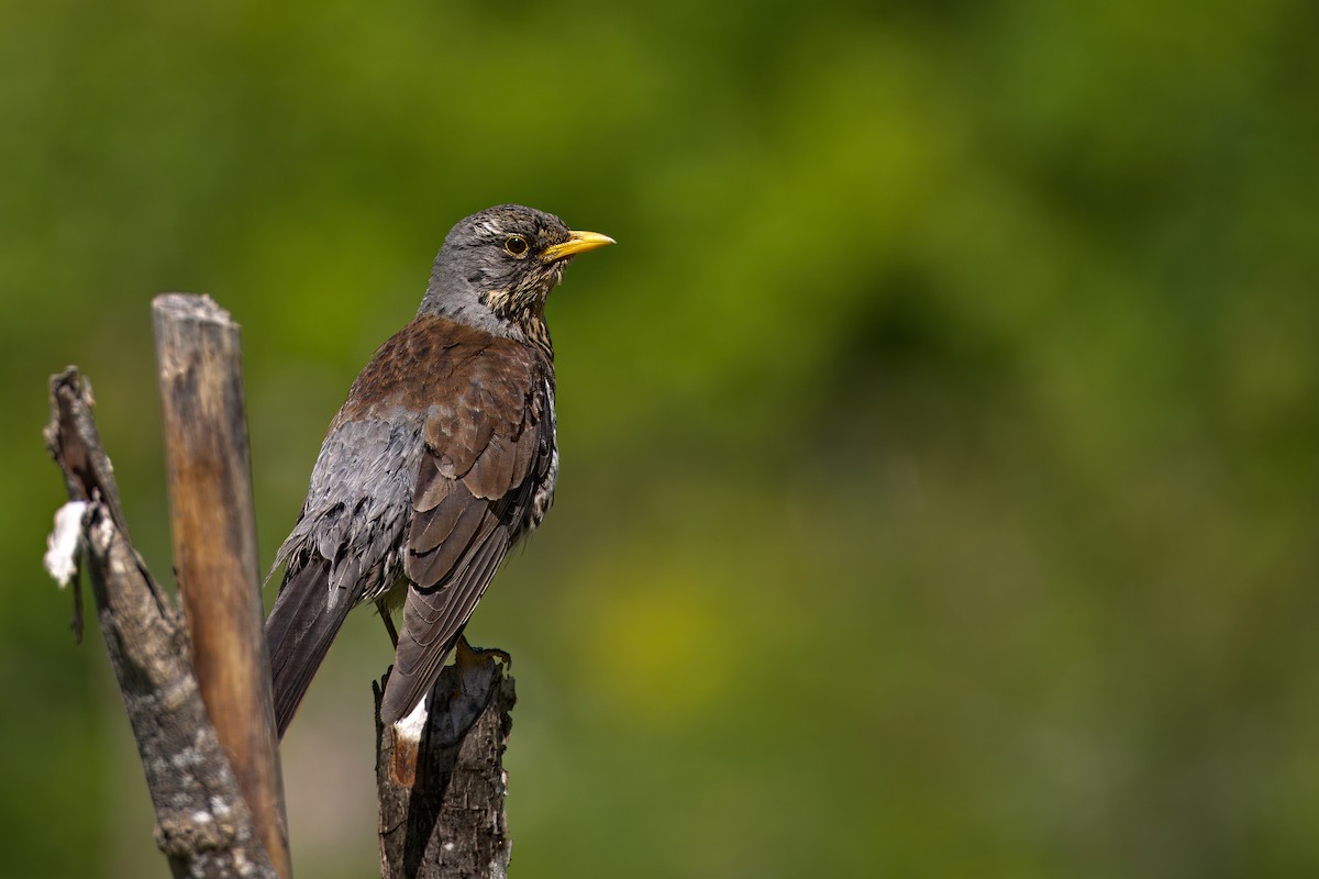 Fieldfare - ML620309222