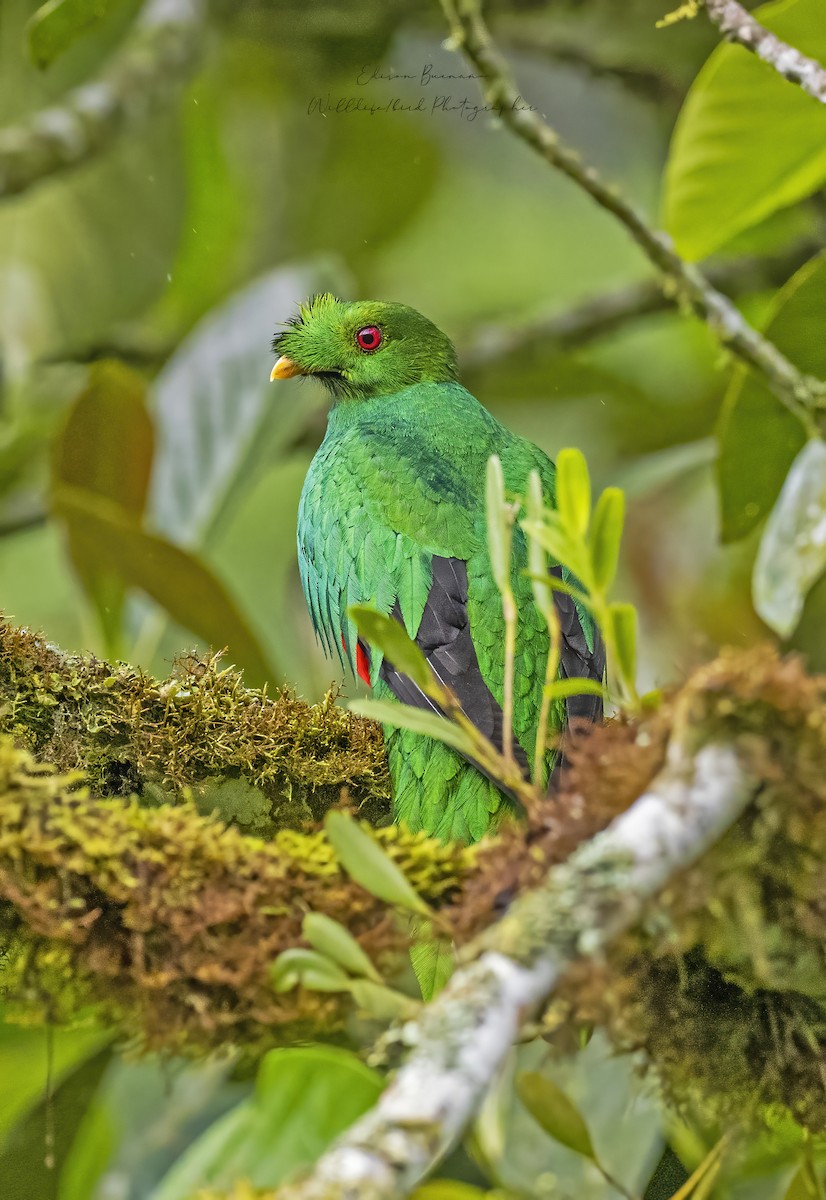 Crested Quetzal - ML620309223