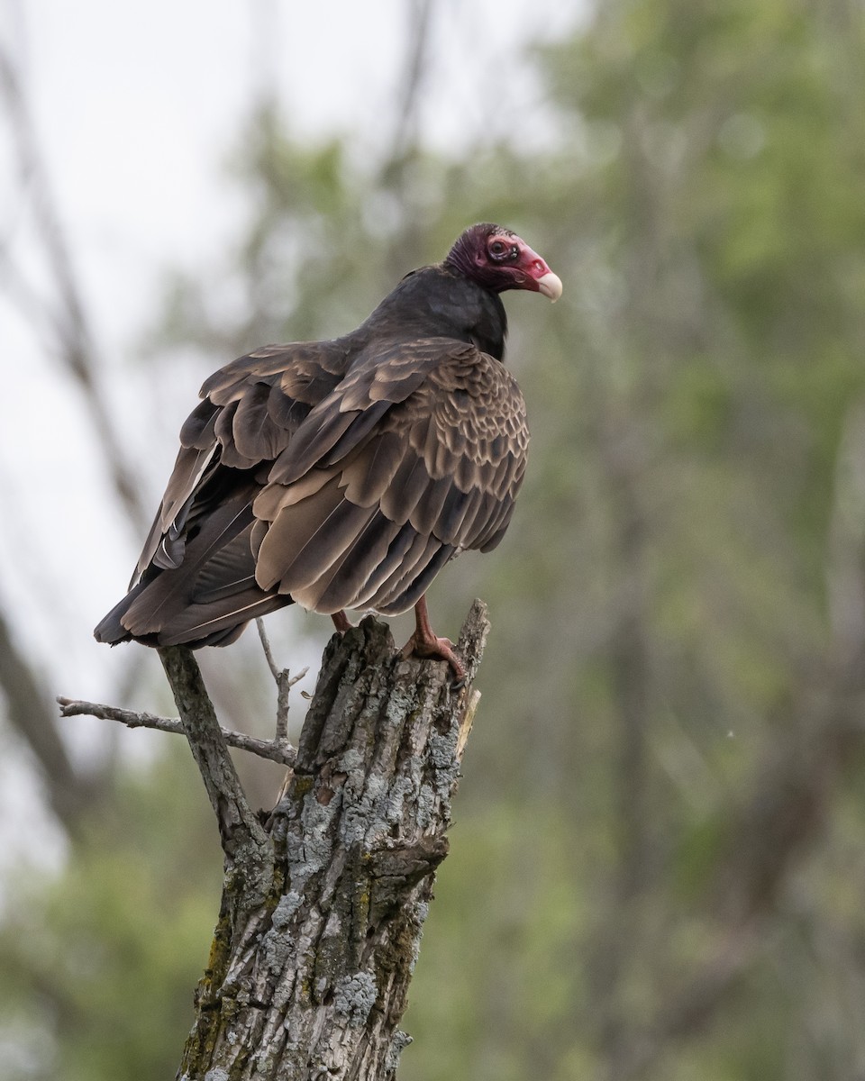 Turkey Vulture - ML620309225