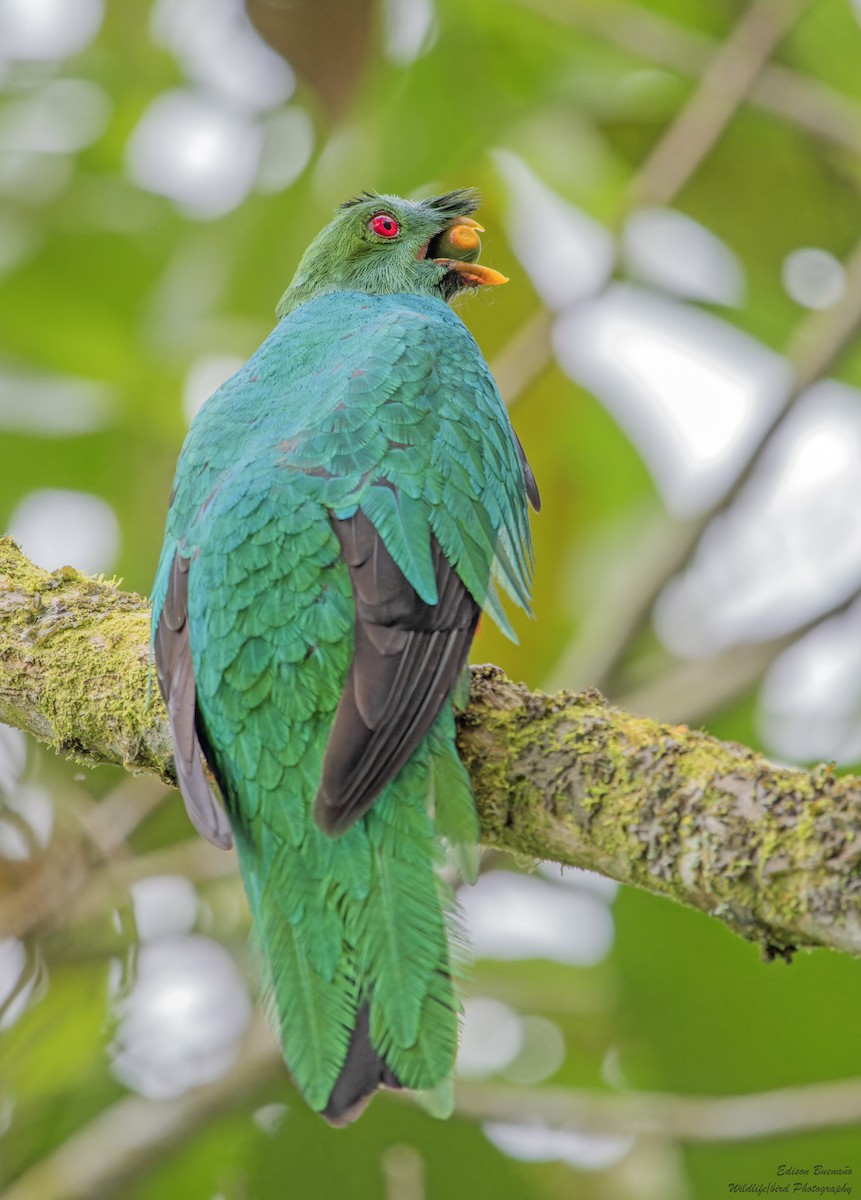 Crested Quetzal - ML620309227